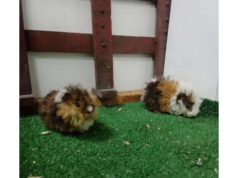 Ginepig
