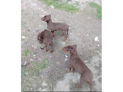 Saf ırk kızıl doberman yavrular