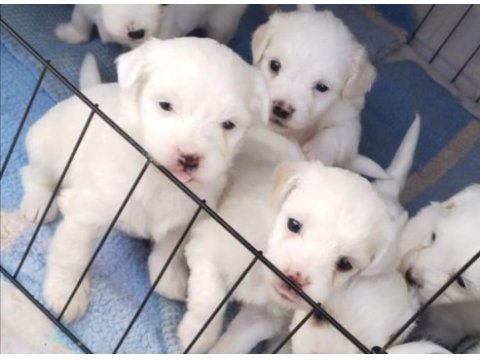 Terrier bebek köpekler