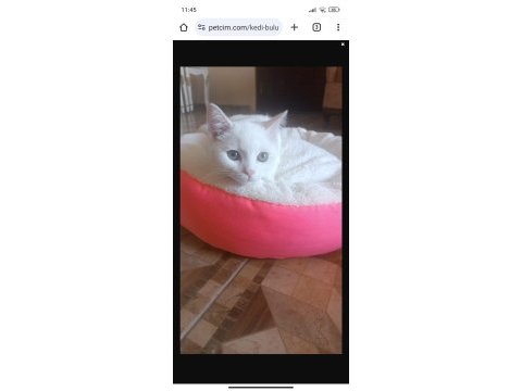 British shorthair akıllı kar beyaz