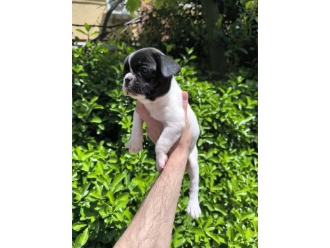 Çok sevimli ve oyuncu french bulldog yavrularım