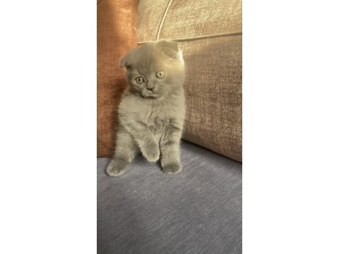 12 eylül doğumlu scottish fold yavrular