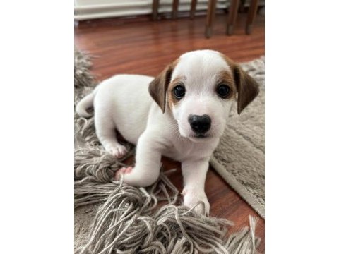 Muhteşem ırk güzeli jack russell yavrular