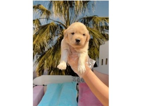 Golden retriever yavrularım sağlık ve ırk garantilidir