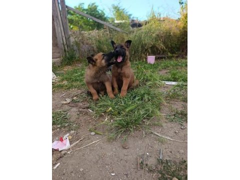 Orjinal saf kan malinois