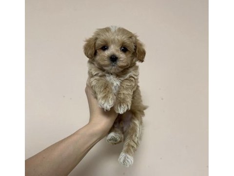 Kilo boy garantili maltipoo yavrular