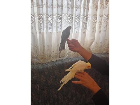Konuşan sultan papağanlar podyumda