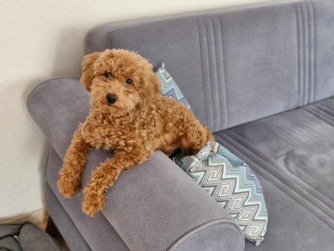 Maltipoo ve toy poodle