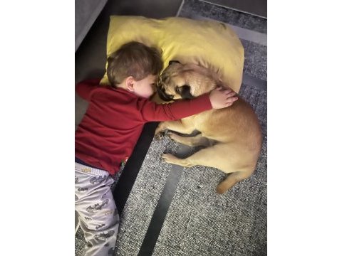 Acil sahiplendirmem gerekiyor pug