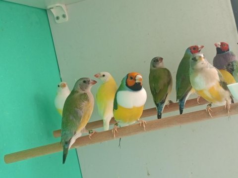 Goldun finch