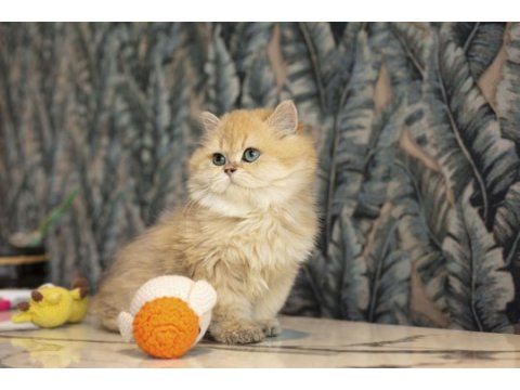 Mavi gözlü yakışıklı golden safkan anne baba kedimiz