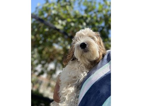 Maltipoo 4 aylık dişi