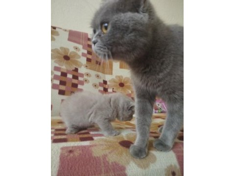 Sağlıklı oyuncu british shorthair bebekler