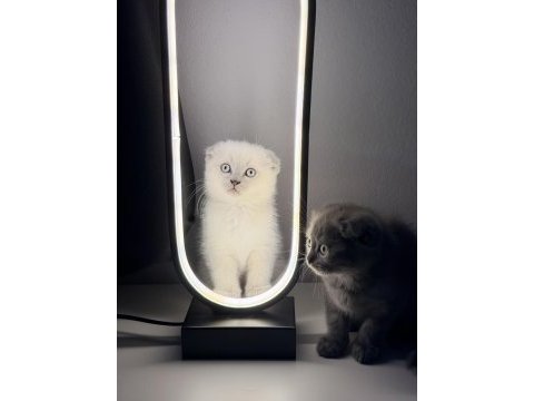 Sevimli oyuncu erkek scottish fold