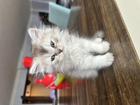 Sağlıklı british longhair 1.5 aylık yavru