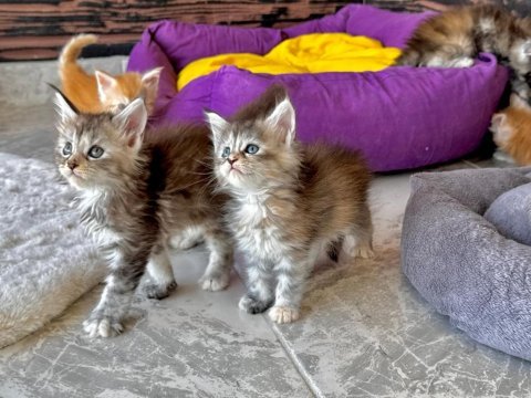 Wcf secereli şampiyon soylu saglık garantili maine coon