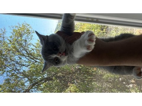 Bicolor british shorthair insan canlısı