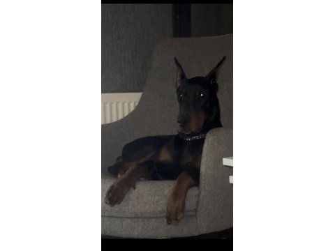 Şecereli aşıları tam erkek doberman