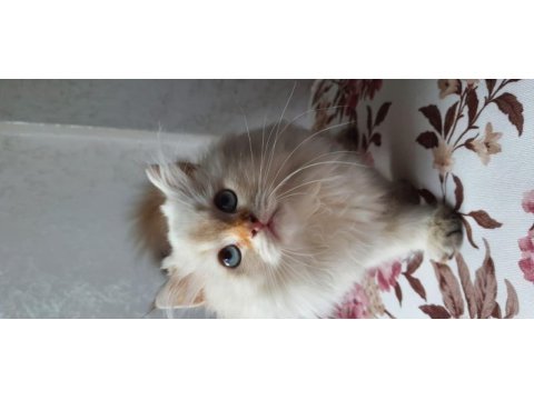 Minnoş scottish fold longhair golden safkan yavru