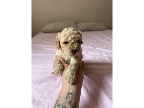 Minyatür boy maltipoo yavrumuz