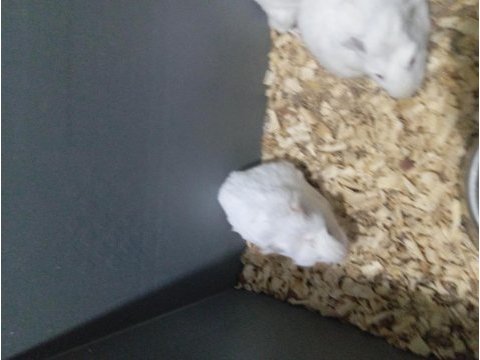Yavru guinea pig
