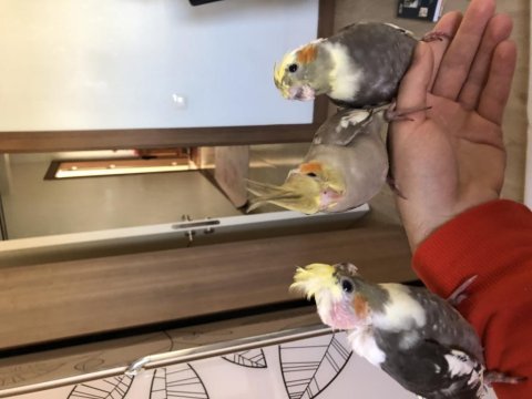 30 günlük evcil yavru sultan papağanları