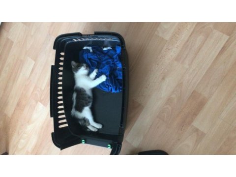 Tekir akıllı oyuncu erkek yavru kedimiz