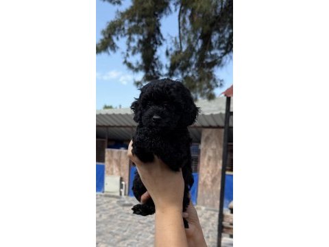 Siyah toypoodle zeytin gözlü şirin yavrular 