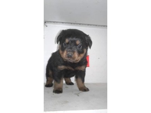 Rottweiler yavru köpekler