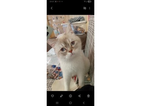 Ücretsiz olarak verilecek british shorthair kedilerim