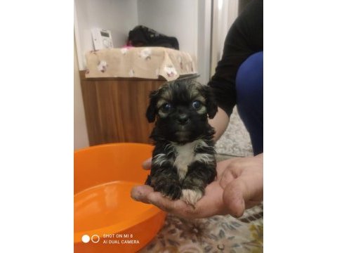 Orjinal pekinez yavruları