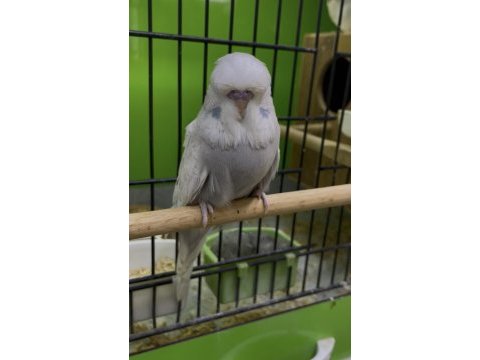 Show jumbo muhabbet kuşu