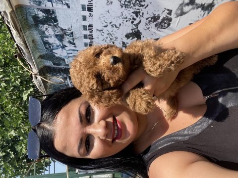 Ufacık toy poodle yavrularım