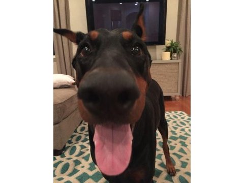 Sağlık ve ırk garantili doberman