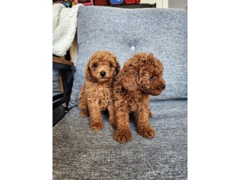 Safkan 0 numara toy poodle