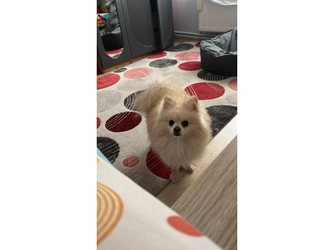 Pomeranian oğlumuz latte