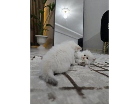 Kedilerimiz yeni yuvasını arıyor