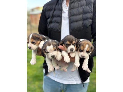 Safkan beagle yavrular