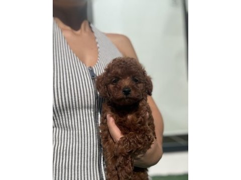 Poodle prenses