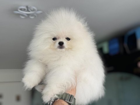 Tea cup kar beyaz pomeranian yavrumuz