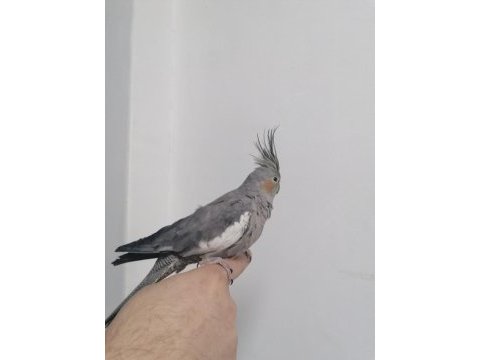 1 tane ele alışkın sultan papağanı