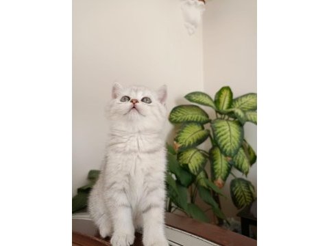 Full şecereli babadan british shorthair bayram şekeri