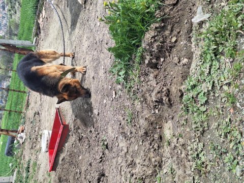 Yavru alman çoban köpeği