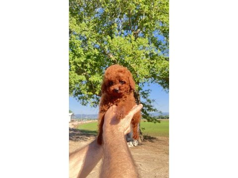 Toy poodle kore kanı a kalite