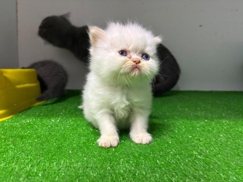 Irk ve sağlık garantili persian