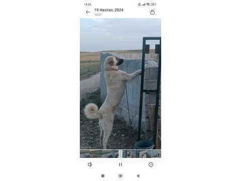 2 adet 6 aylık yavru kangallar