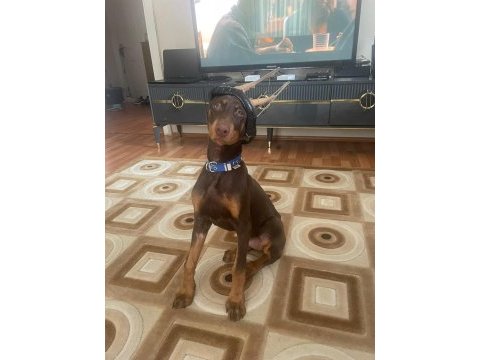 4.5 aylık dünya tatlısı saf kan doberman kızım hera