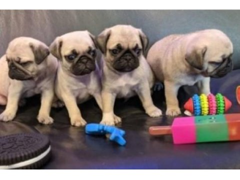 Irk ve sağlık garantili pug köpeği