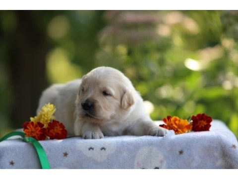 Golden retriever gelip görerek alabilirsiniz