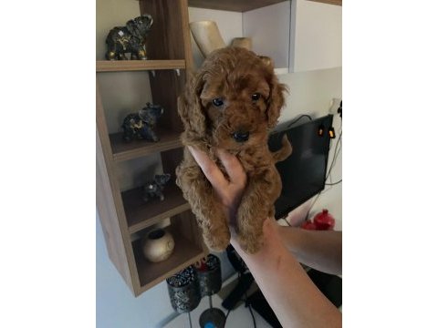Toy poodle yavrularım orijinal ev üretimi
